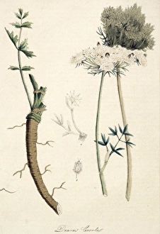 Apiaceae Gallery: Daucus carota, carrot