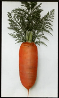 Apiaceae Gallery: Daucus Carota Sativus (Carrot) with leaves attached
