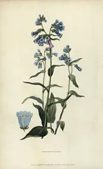 Richardmorris Prints: Daurian lungwort, Mertensia davurica