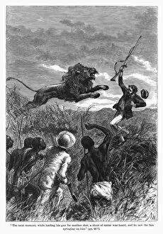 Evangelism Collection: David Livingstone attacked by a lion in Africa