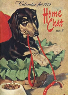 Images Dated 17th April 2012: David Wright Home Chat calendar 1950 featuring dachshund