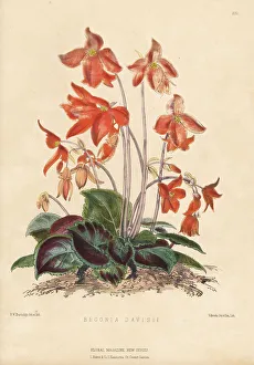 Volume 5 Prints: Davis's begonia, Begonia davisii