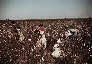 Laborers Prints: Day-laborers picking cotton near Clarksdale, Miss
