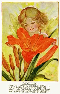 Day lily