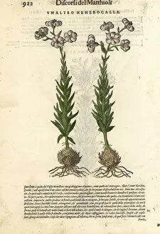 Daylily, Hemerocallis fulva