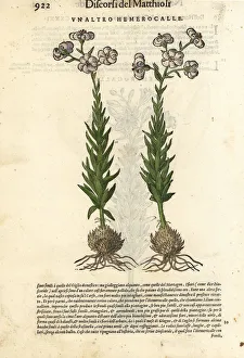 Anazarbeo Gallery: Daylily, Hemerocallis fulva