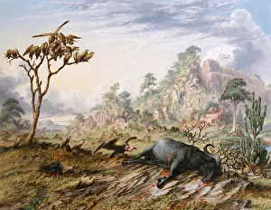 Hunting/Buffalo