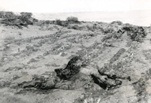 Images Dated 7th October 2011: Dead camel in the desert, Middle East, WW1