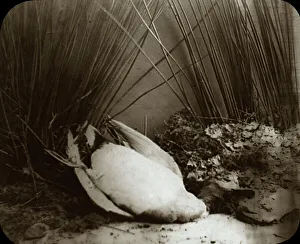 Reeds Prints: Dead Duck in Reeds