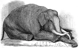Lived Collection: Dead Elephant at London Zoo, 1847