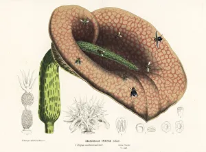 Blow Gallery: Dead horse arum lily, Helicodiceros muscivorus