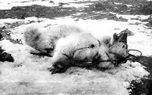 Reach Collection: Dead Polar Bear, Franz Josef Land, 1896