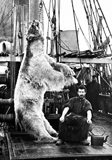 Whale Prints: Dead polar bear on a whaling boat in Greenland