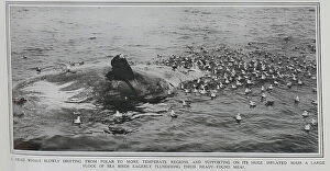 Corpse Collection: Dead Whale + sea birds