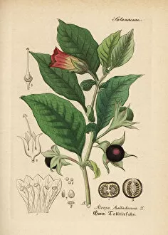 Mediinisch Pharmaceutischer Collection: Deadly nightshade, Atropa belladonna