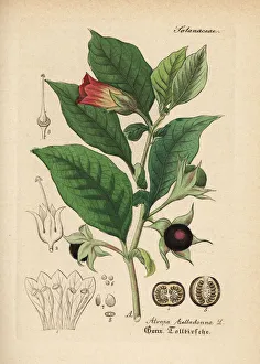 Atropa Gallery: Deadly nightshade, Atropa belladonna