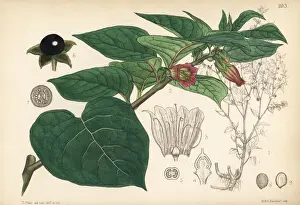 Deadly nightshade, Atropa belladonna