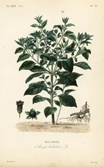 Deadly nightshade, Atropa belladonna