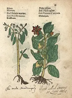Deadly nightshade, Atropa belladonna