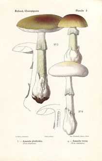 Mushrooms Gallery: Death cap mushroom, Amanita phalloides