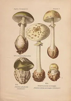 Leon Prints: Death cap mushroom, Amanita phalloides