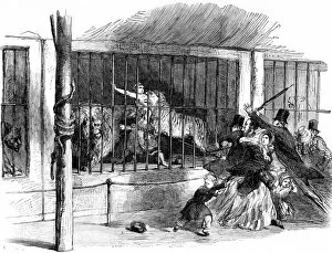 Tiger Gallery: The Death of Ellen Bright at Wombwells Menagerie, 1850