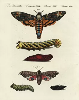 Deaths head and eyed hawk-moths