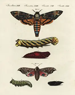 Encyclopedia Prints: Deaths head and eyed hawk-moths