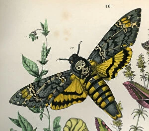 Fauna Collection: Death's Head Hawk Moth