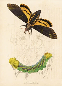 Deaths Head hawk moth, Acherontia atropos