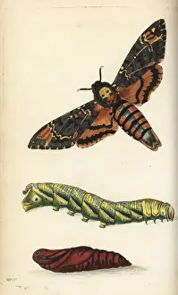 Pupa Prints: Deaths head hawkmoth, Acherontia atropos