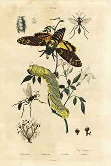 Moths Gallery: Deaths head hawkmoth, digger wasps, ball lichen