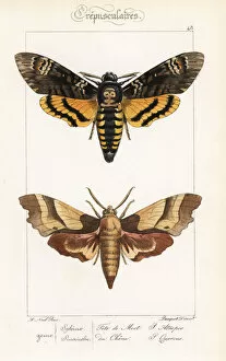 Alexis Collection: Deaths Head hawkmoth and oak hawkmoth