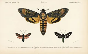 Death's head hawkmoth, six-spot burnet Death's head hawkmoth, six-spot burnet