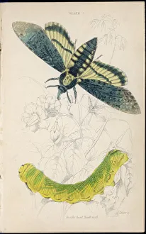 Caterpillar Collection: Deaths Head Moth