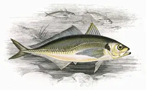 Buck Prints: Decapterus macarellus, or Mackerel Scad