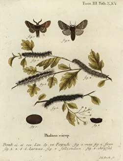 Phalaena Collection: December moth, Poecilocampa populi
