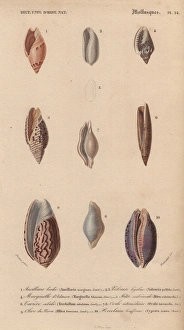 Decorative arrangement of colorful shells including Decorative arrangement of colorful shells including
