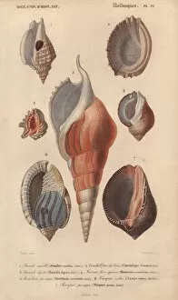 Orbigny Gallery: Decorative arrangement of seven shells including