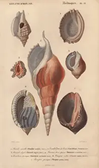 Decorative arrangement of seven shells including