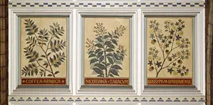 Malvidae Prints: Decorative ceiling panels in the Natural History Museums Ce