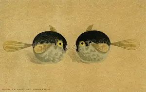 Decorative fish
