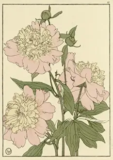 Peony