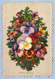 Images Dated 29th September 2011: Decorative Plants