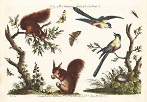 The Artists Vade Mecum Prints: Decorative scenes with red squirrels, birds and insects