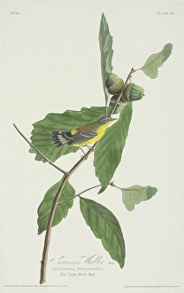 Acorn Gallery: Dedroica magnolia, magnolia warbler