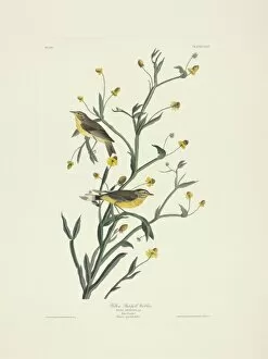 Dedroica palmarum, palm warbler