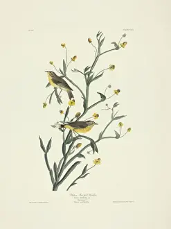 Arecaceae Prints: Dedroica palmarum, palm warbler