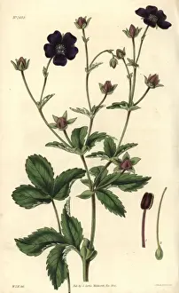Sanguinea Prints: Deep blood-colored potentilla, Potentilla atro-sanguinea