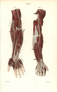 Nervous Prints: Deep nervous system to the arm and hand